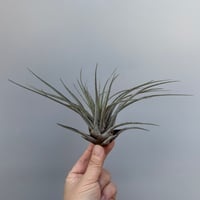 Tillandsia chontalensis