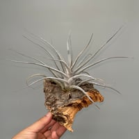 Tillandsia ionantha 'Haselnuss' （Koehres） | だい