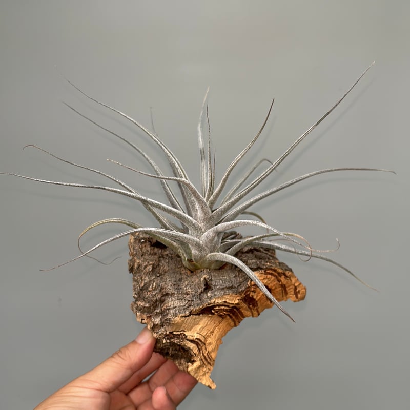 Tillandsia ehlersiana （Koehres） | だいだら植物店