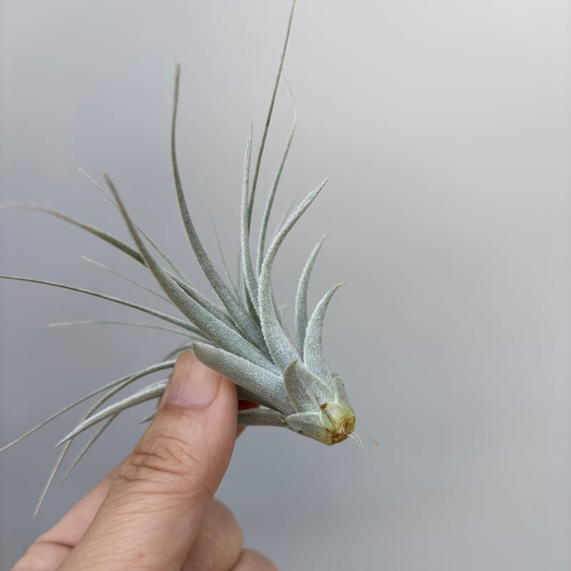 Tillandsia chapeuensis var. turriformis | だいだら植物店