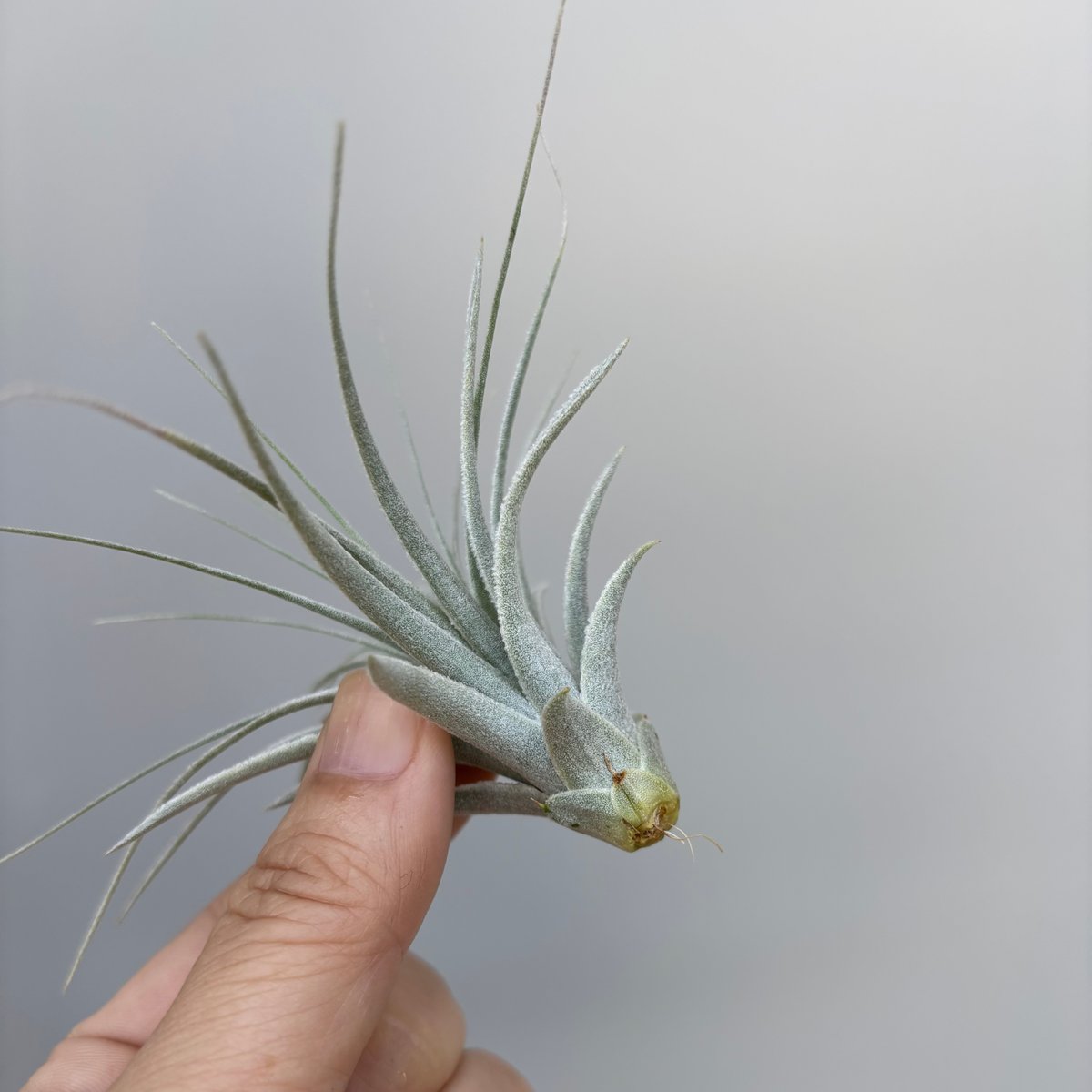 Tillandsia chapeuensis var. turriformis | だいだら植物店