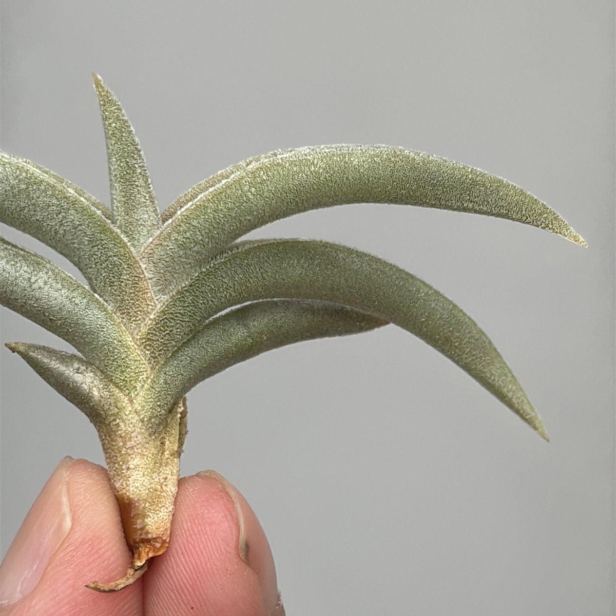 Tillandsia gilliesii | だいだら植物店