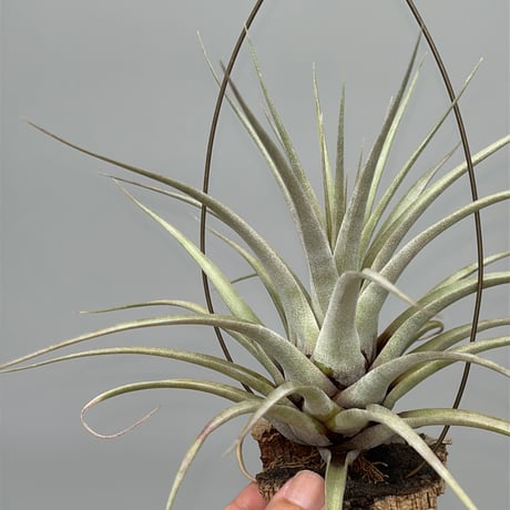 New Tillandsia Handbook ハードカバー New Tillandsia Handbook ハードカバー tillandsia | STORES