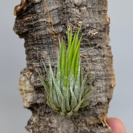 Tillandsia ionantha 'Haselnuss'  （Koehres）
