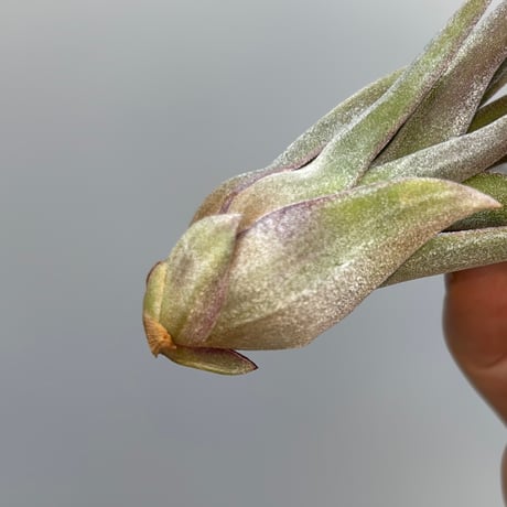 Tillandsia streptophylla 'Super Red Clone'