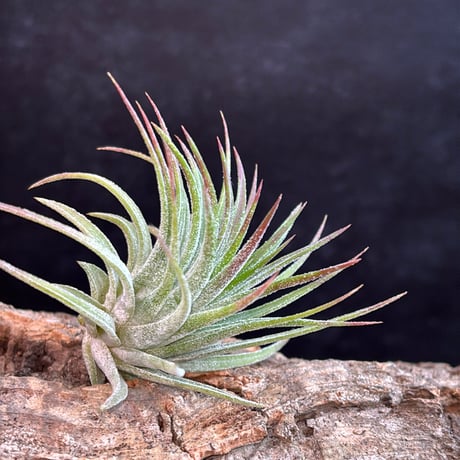 Tillandsia ionantha 