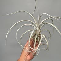 Tillandsia chiapensis Giant × exserta | だいだら植物店