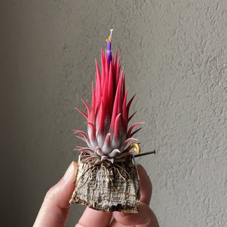 Tillandsia ionantha ‘Differente’