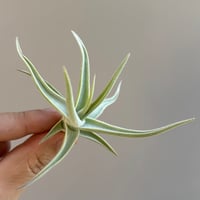 Tillandsia xiphioides 'Selected Clone'