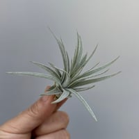 Tillandsia 'Icy Elf' | だいだら植物店