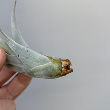 Tillandsia affinis barfussii `MONSTER CLONE` ②