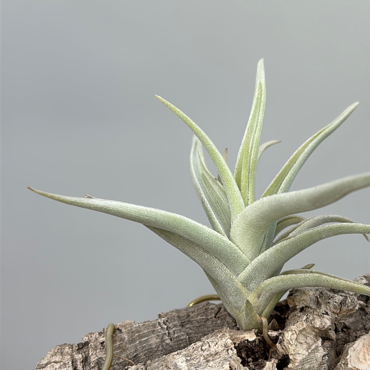 N様専用 Tillandsia ramellae | だいだら植物店
