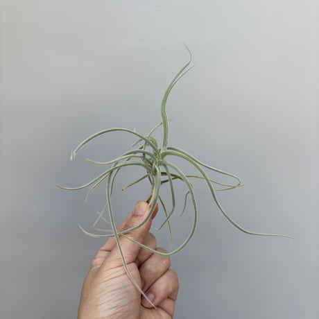 Tillandsia crocata 'Copper Penny' Selected Large Clone