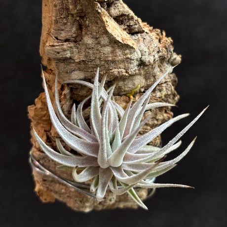 CATEGORY チランジア(tillandsia) | だいだら植物店 CATEGORY チランジア(tillandsia) | だいだら植物店