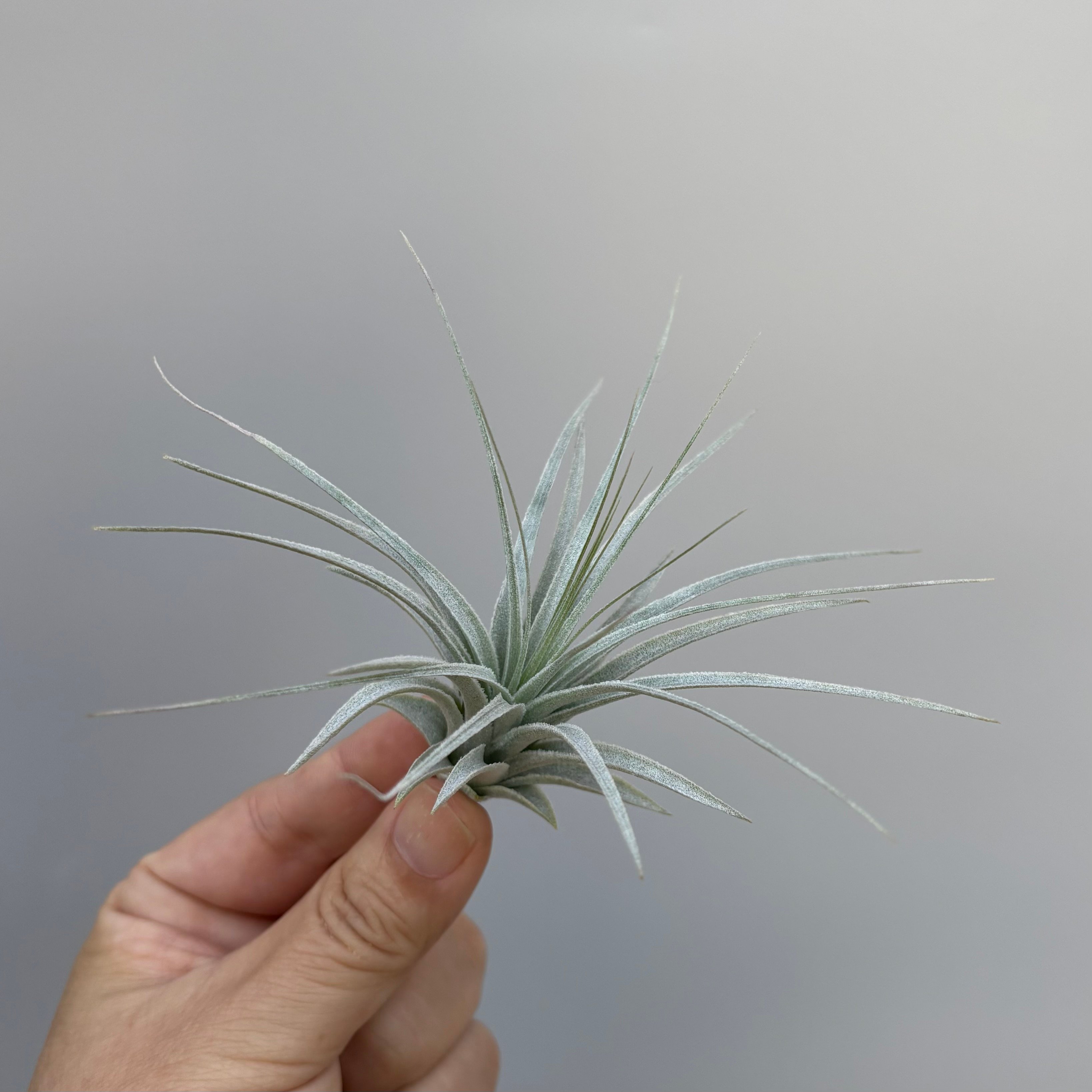 Tillandsia chapeuensis var. turriformis | だいだら植物店