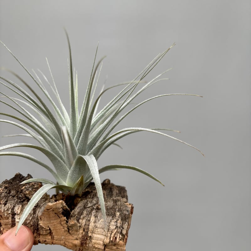 Tillandsia chapeuensis var. turriformis | だいだら植物店