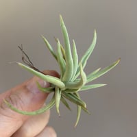 Tillandsia santiagoensis