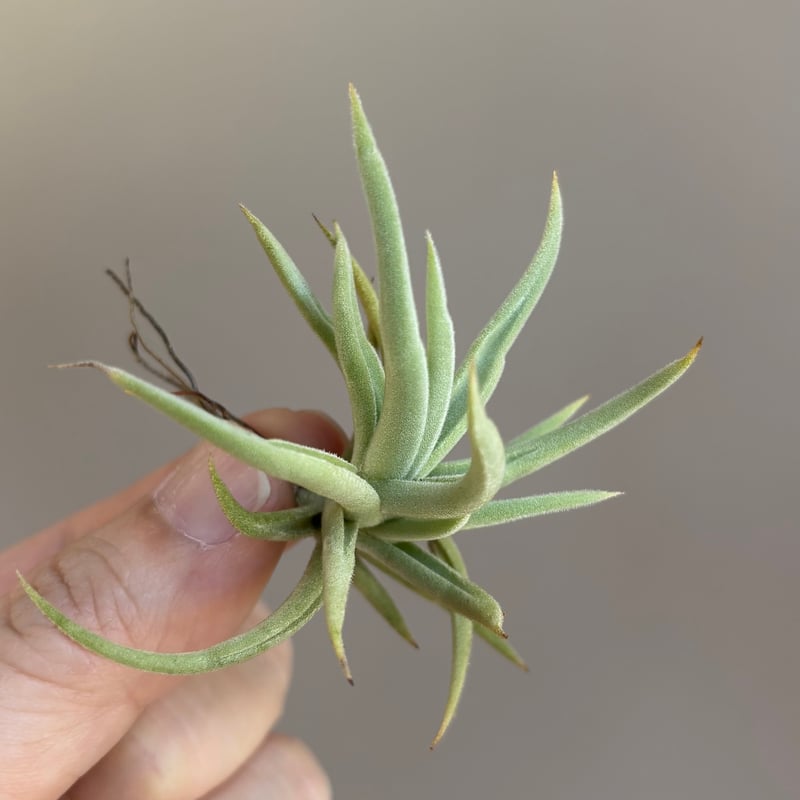 Tillandsia santiagoensis | だいだら植物店