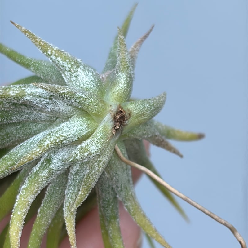 子株　Tillandsia ionantha Fuego Yell イオナンタ フエゴイエロー Tillandsia ionantha 'Fuego Yellow