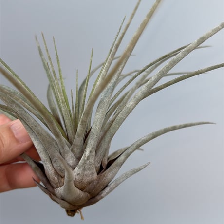 Tillandsia chontalensis