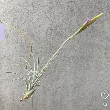 Tillandsia koehresiana