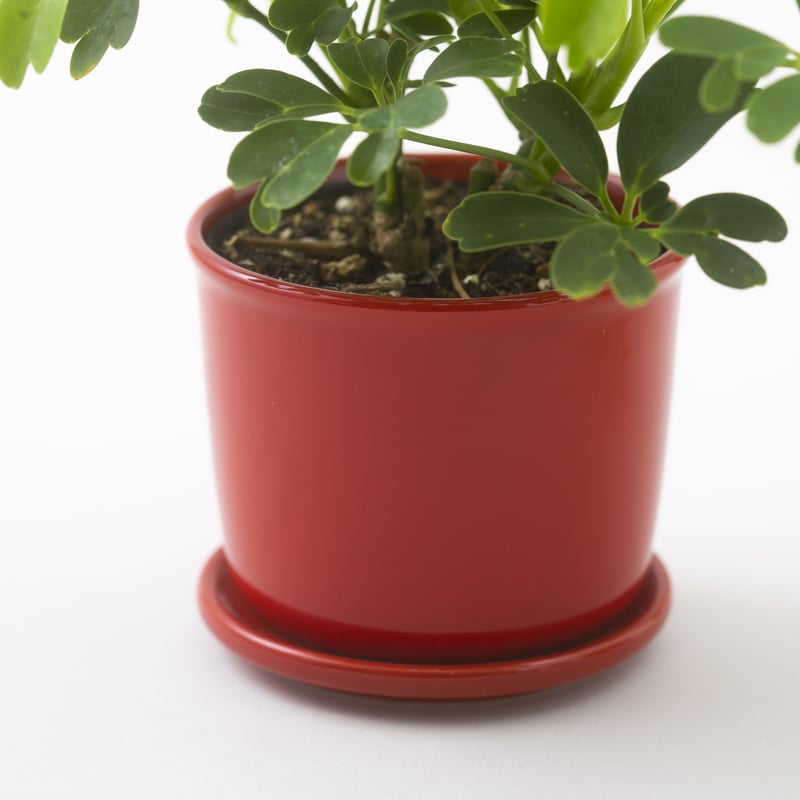 MUG POT | 100percent オンラインストア