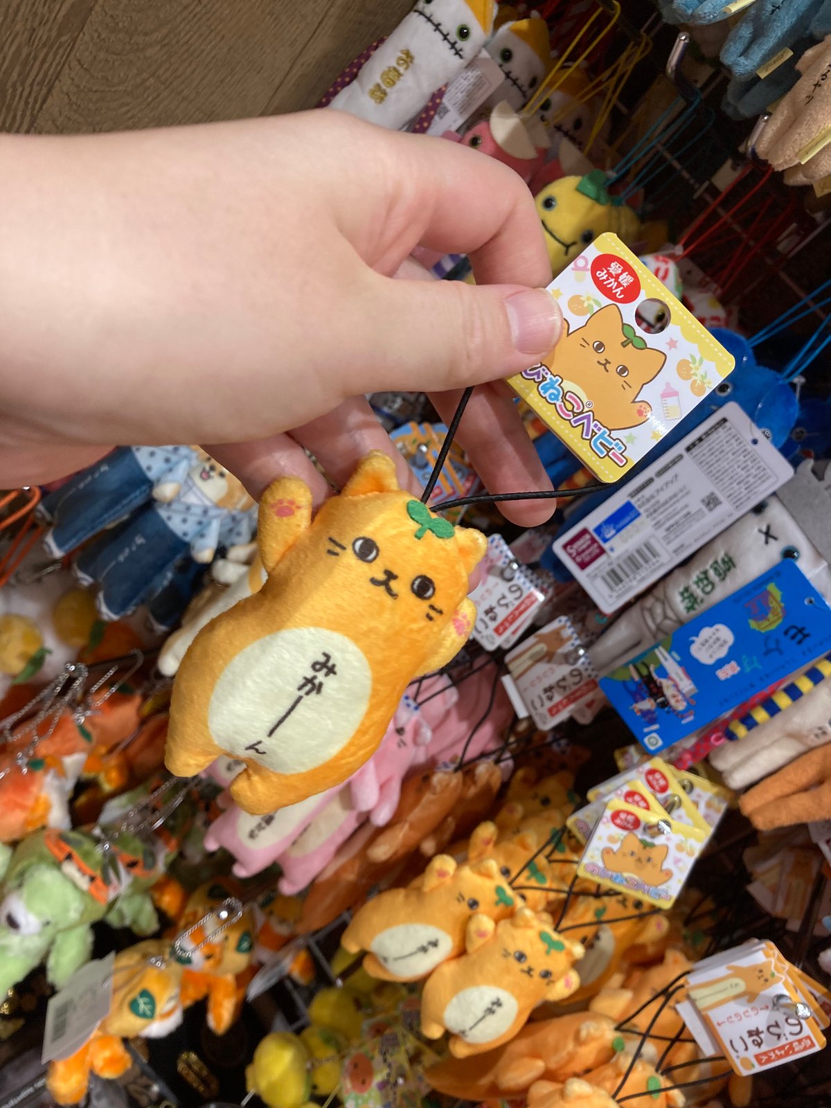のびねこベビー (愛媛みかん | 道後お土産センター 絣屋本店