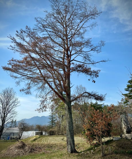 髪と肌の瞑想オイル”花の中の華” 2026