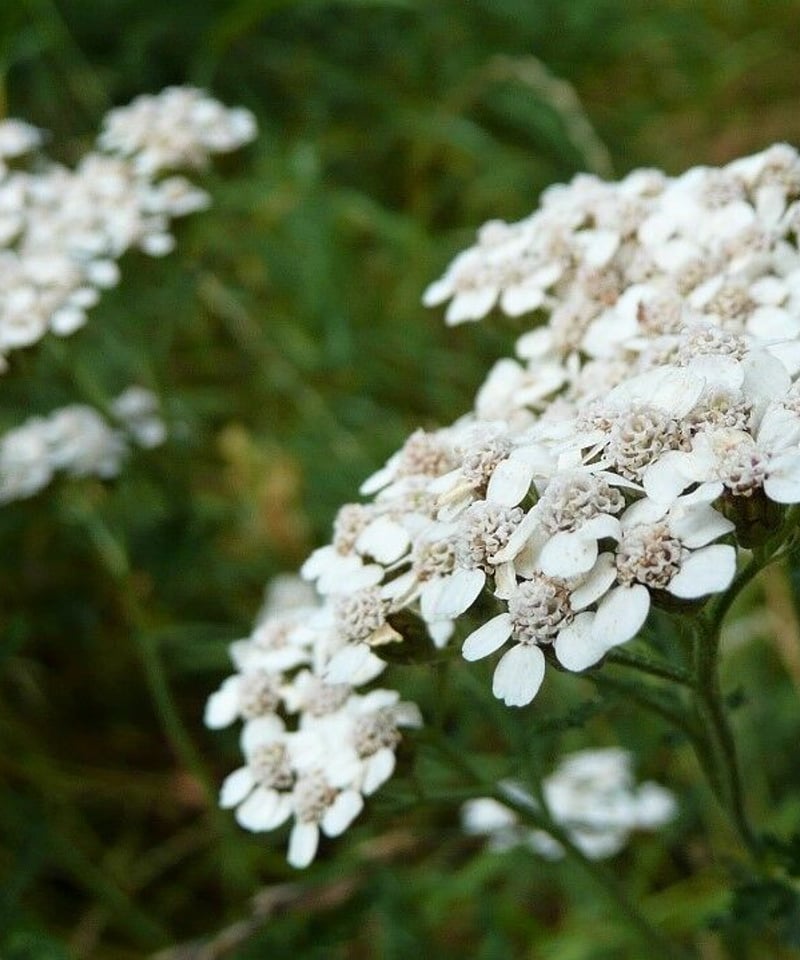 シャスティカ しっとり日焼け止めデイクリーム【お得な大容量サイズ