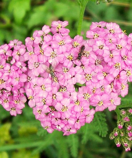 シャスティカ ７つのお花のクリーム 2025新時代ver.