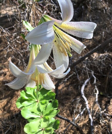 シャスティカ ７つのお花のクリーム 2025新時代ver.