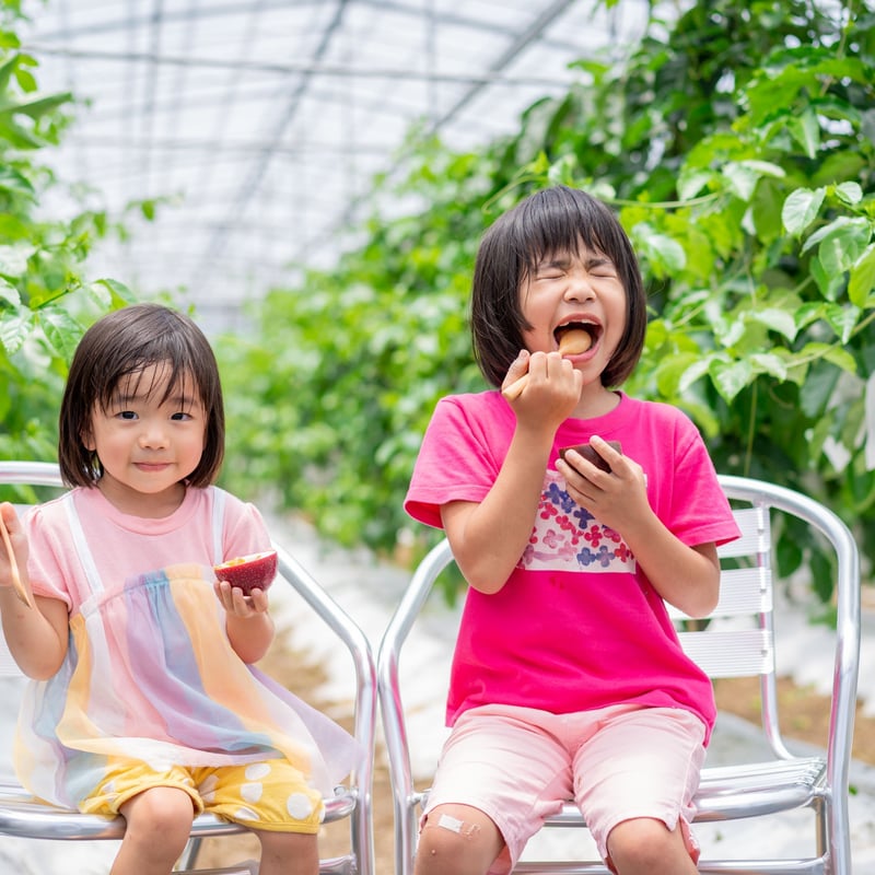 蜜の女神1kg(8~10玉)| 甘い最高級パッションフルーツ(新品種 蜜の女神1kg(8~10玉)| 甘い最高級パッションフルーツ(新品種