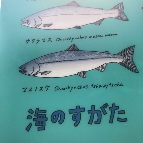 クリアファイル『サケ大変身』きのしたちひろ