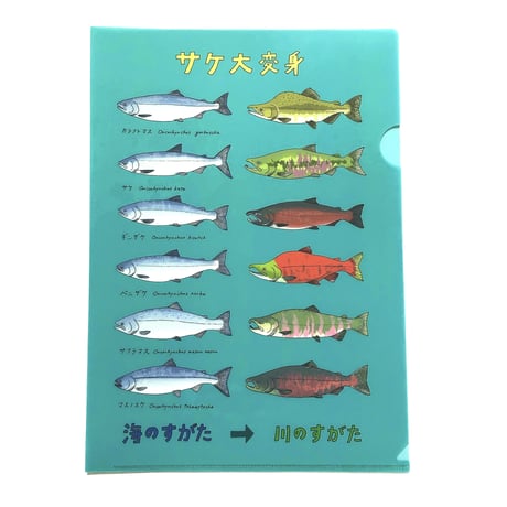 クリアファイル『サケ大変身』きのしたちひろ