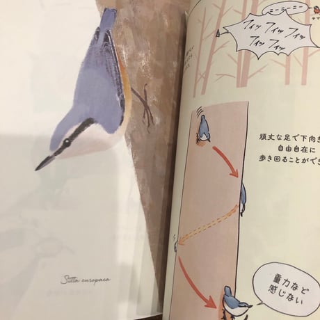 『なつのやまのとり』