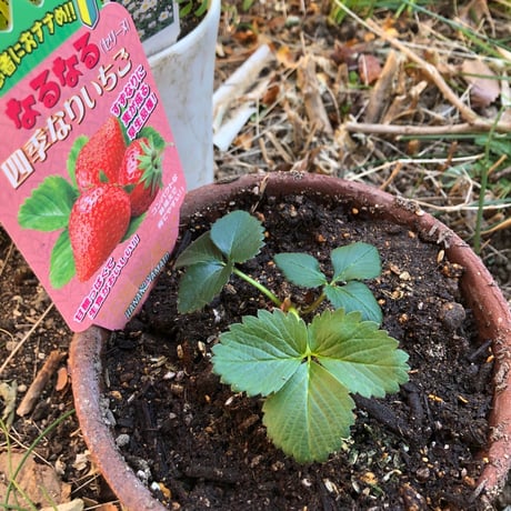 《イベント告知用》分倍河原園芸部（次回：3月10日火曜10～11時頃、夕凪文具店前）