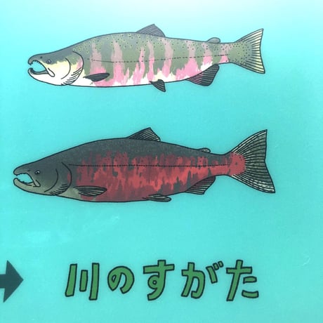 クリアファイル『サケ大変身』きのしたちひろ