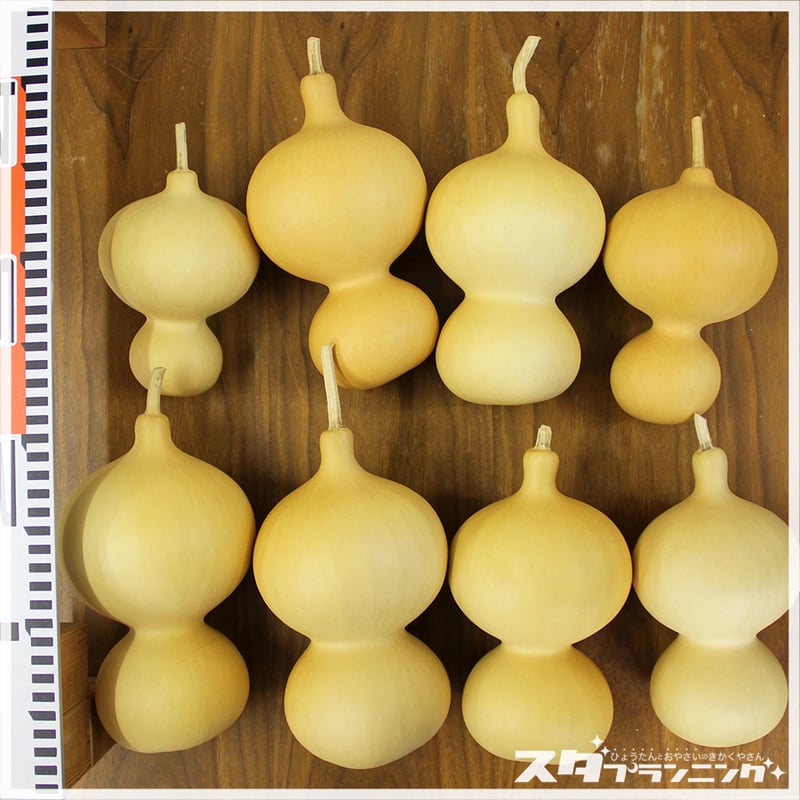 HYOUTAN_FRIDAY】素ひょうたんセット【DA-10】 | ひょうたんストア