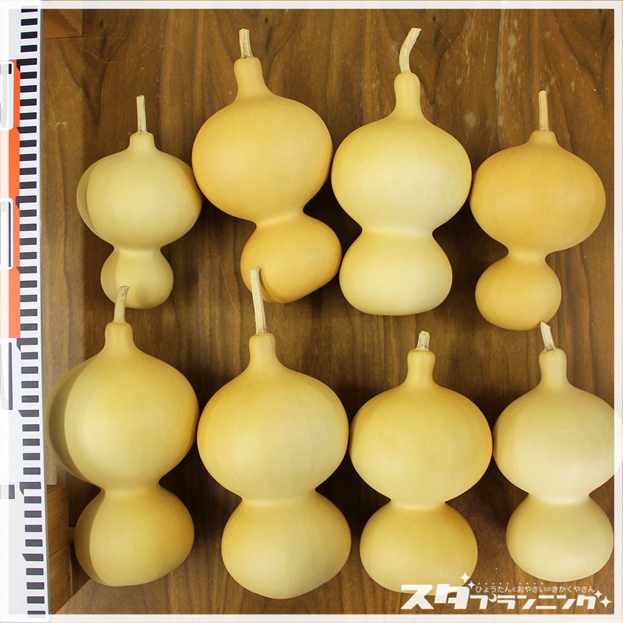 ミニ素ひょうたん　まとめ売り HYOUTAN_FRIDAY】素ひょうたんセット【DA-10】 | ひょうたんストア