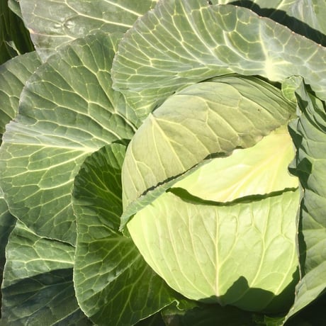 【定期おトク便：月2回】無農薬 野菜セット  (税、送料、夏季クール便代込み)