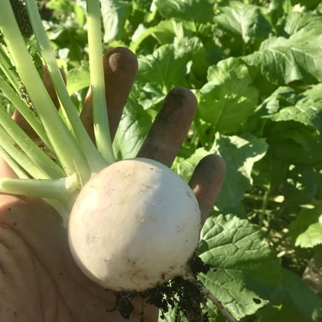 【定期おトク便：月2回】無農薬 野菜セット  (税、送料、夏季クール便代込み)