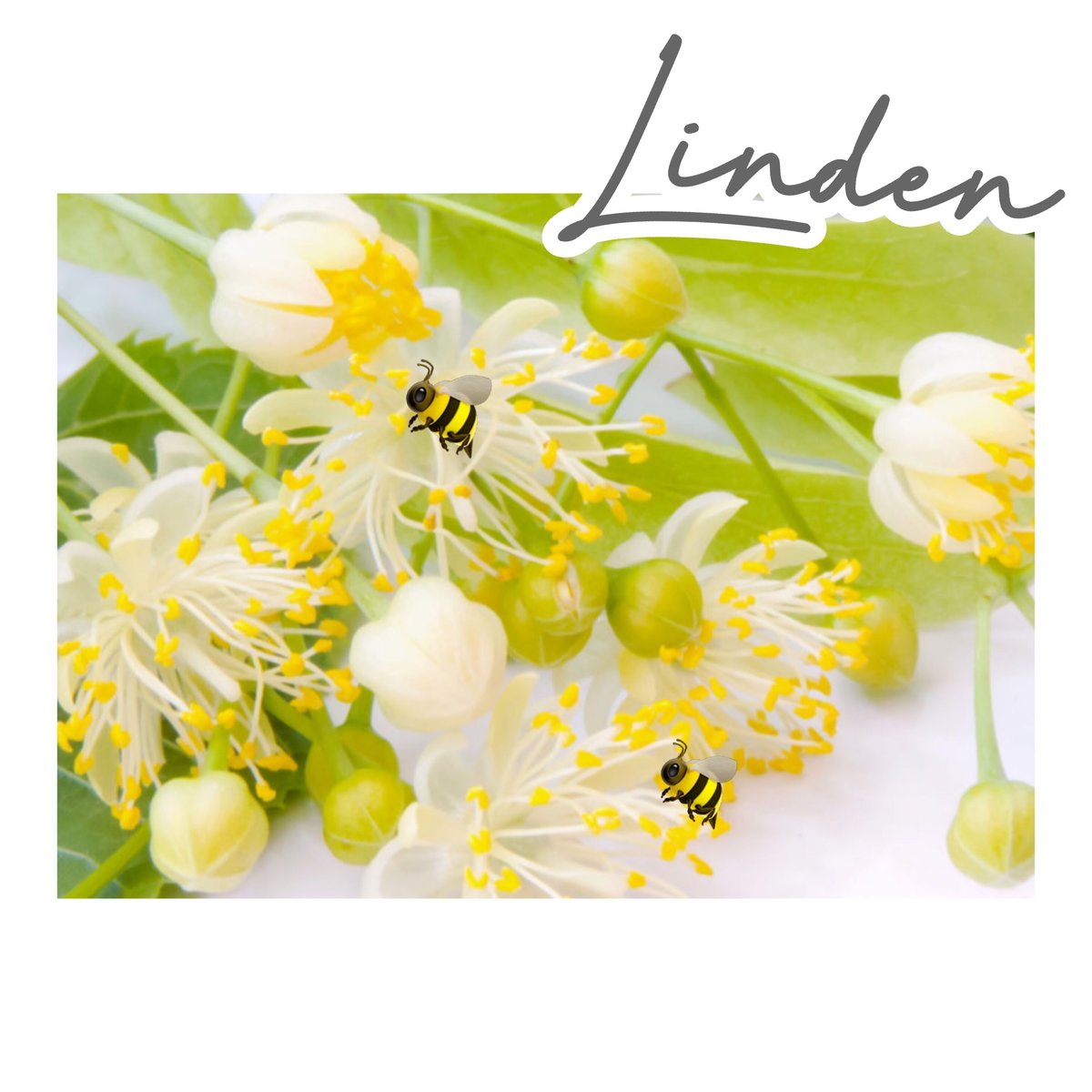 【超希少　入荷予定なし】蜂蜜美術館　ロシアの蜂蜜　イヴァンチャイ　1キロ✖️1 入手難】【残りわずか】蜂蜜美術館 ロシアの蜂蜜 イヴァンチャイ 1キロ