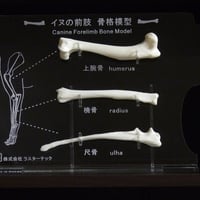 イヌの前肢骨格模型
