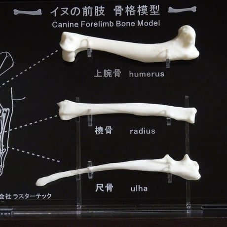 イヌの前後肢骨格模型セット