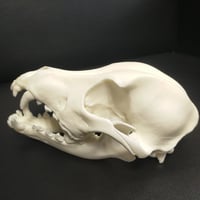 イヌの頭蓋骨模型（飾り台付き）