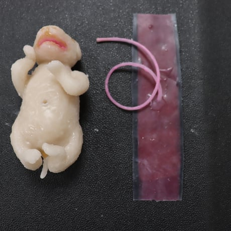イヌの新生子ケアトレーニング模型