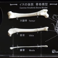 イヌの後肢骨格模型