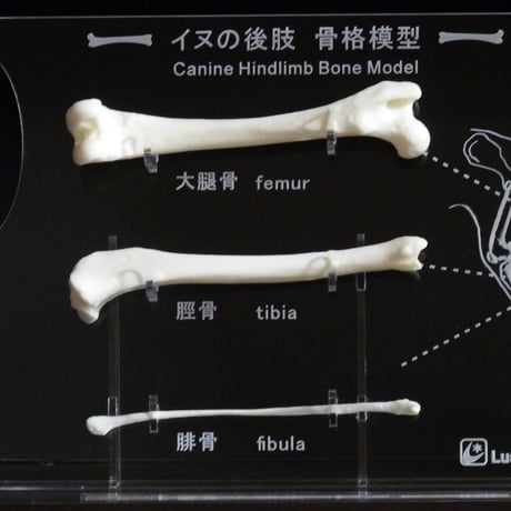 イヌの前後肢骨格模型セット