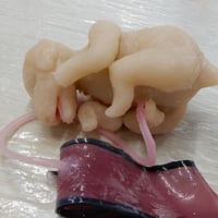 イヌの新生子ケアトレーニング模型