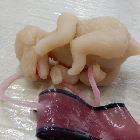 イヌの新生子ケアトレーニング模型